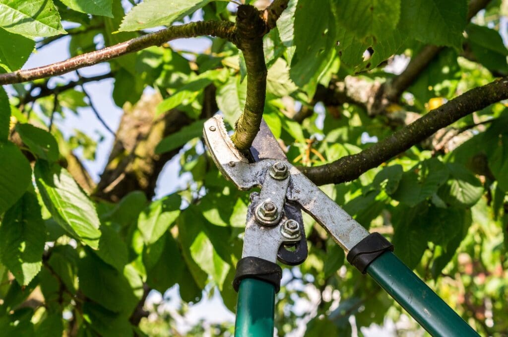 Astschere schneidet Ast von einem grünen Baum 