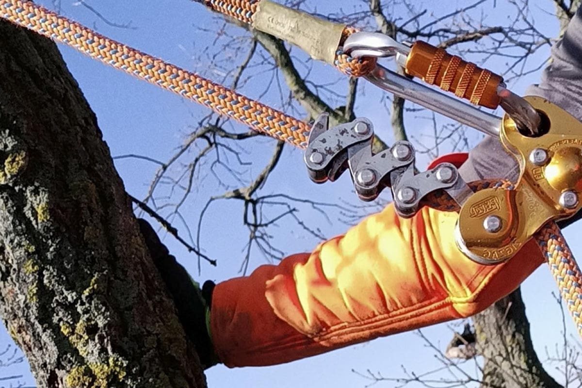 Arm greift nach Baum bei der Baumpflege