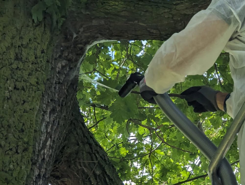 Eichenprozessionsspinner entfernung arbeit