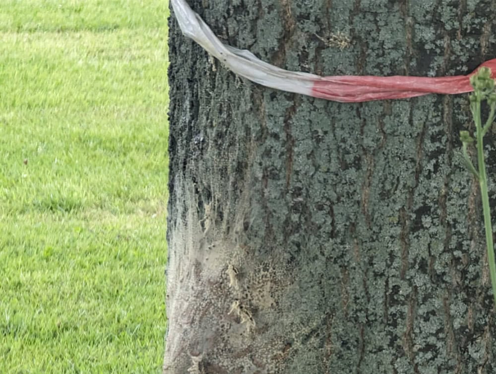 Eichenprozessionsspinner entfernung baum