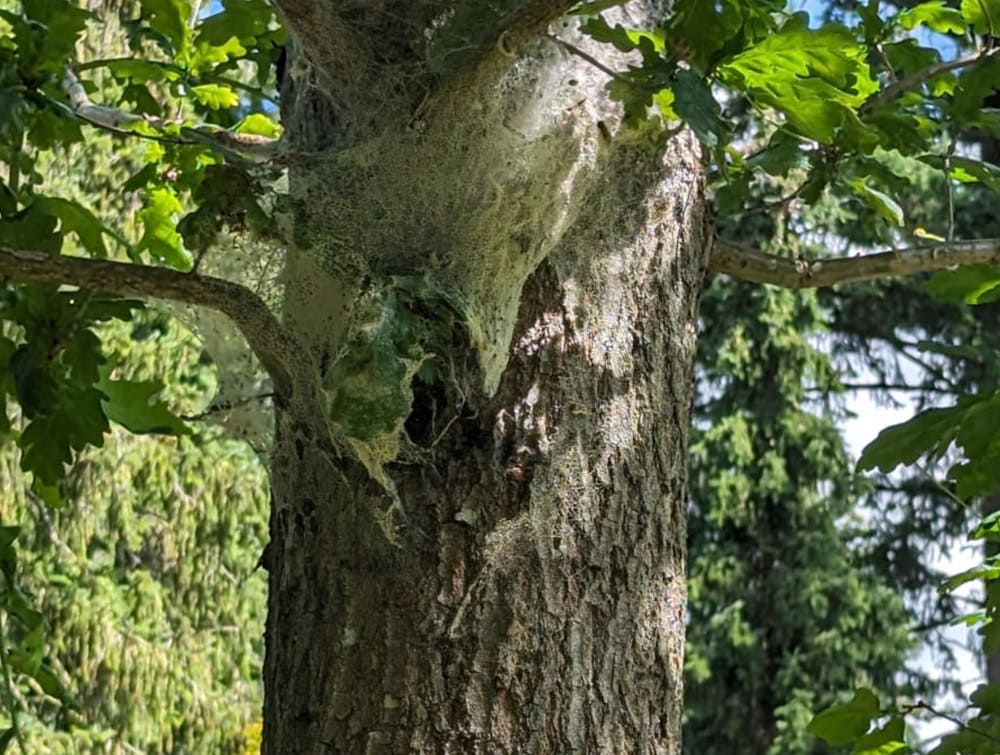 Eichenprozessionsspinner entfernung baumstamm