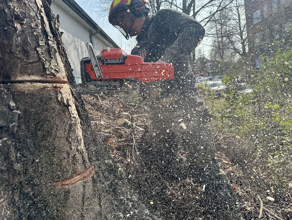 Kranfaellung baum