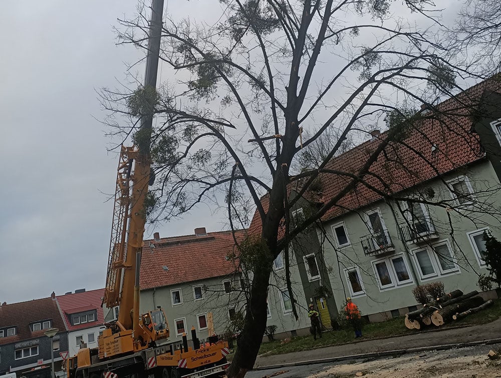 Kranfaellung faellen