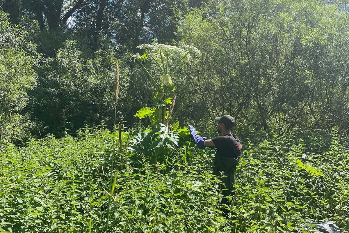 Mann schneidet Baum bei der Landschaftspflege