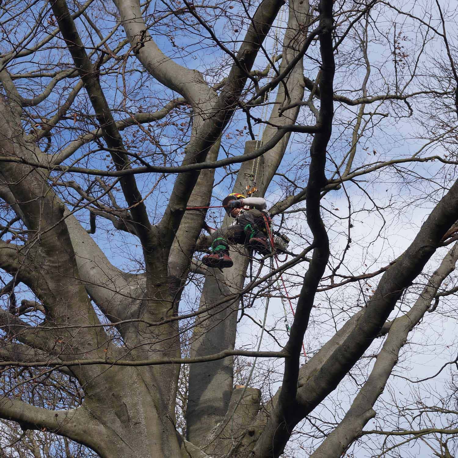 Mensch klettert lächelnd in blauem Schutzanzug auf einem großen Baum mit kahlen Ästen.