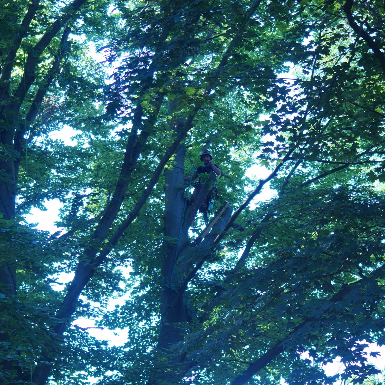 Eine Person im Baum klettert, umgeben von üppigem grünem Laub, bei blauem Tageslicht.