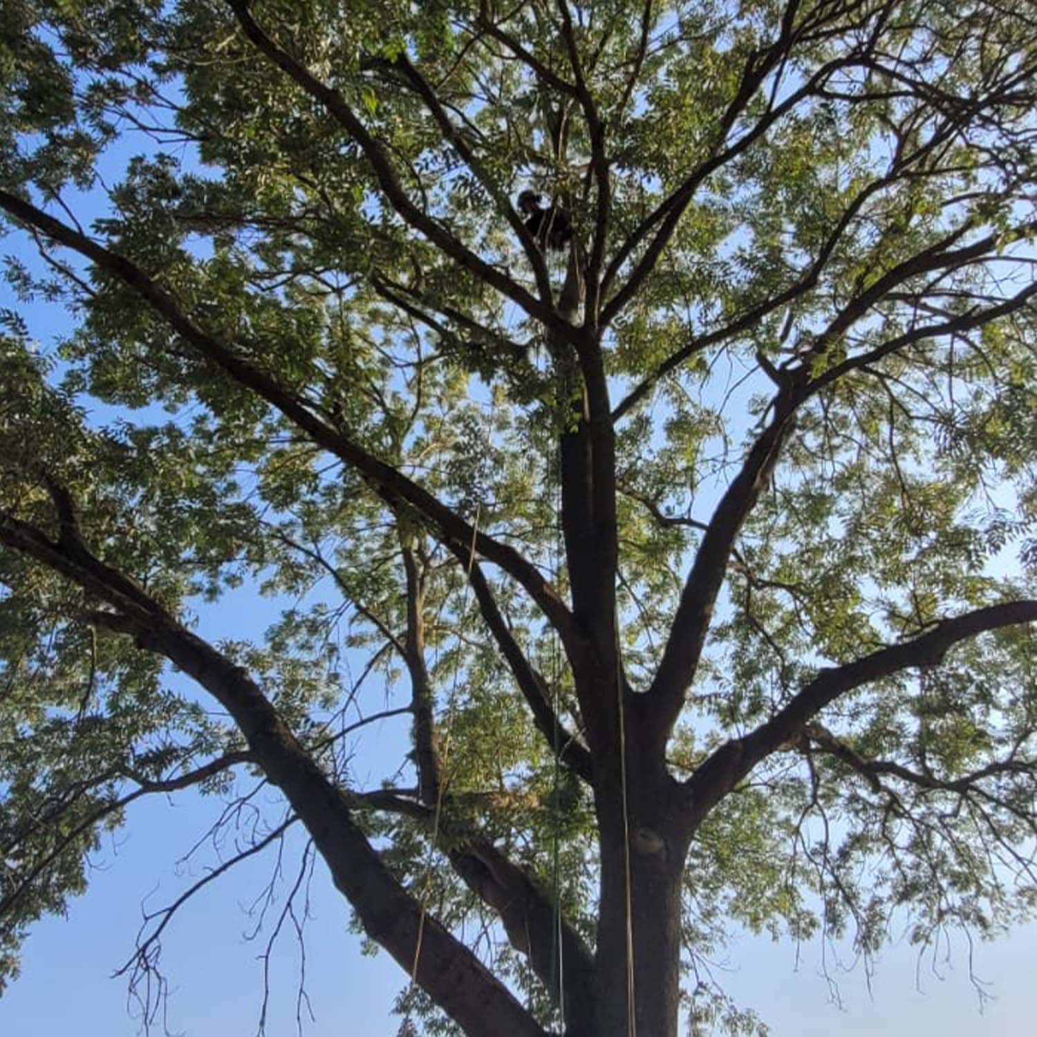 Ein großer Baum mit dichtem Laubwerk unter klarem Himmel. Eine Person sitzt lächelnd im Geäst.