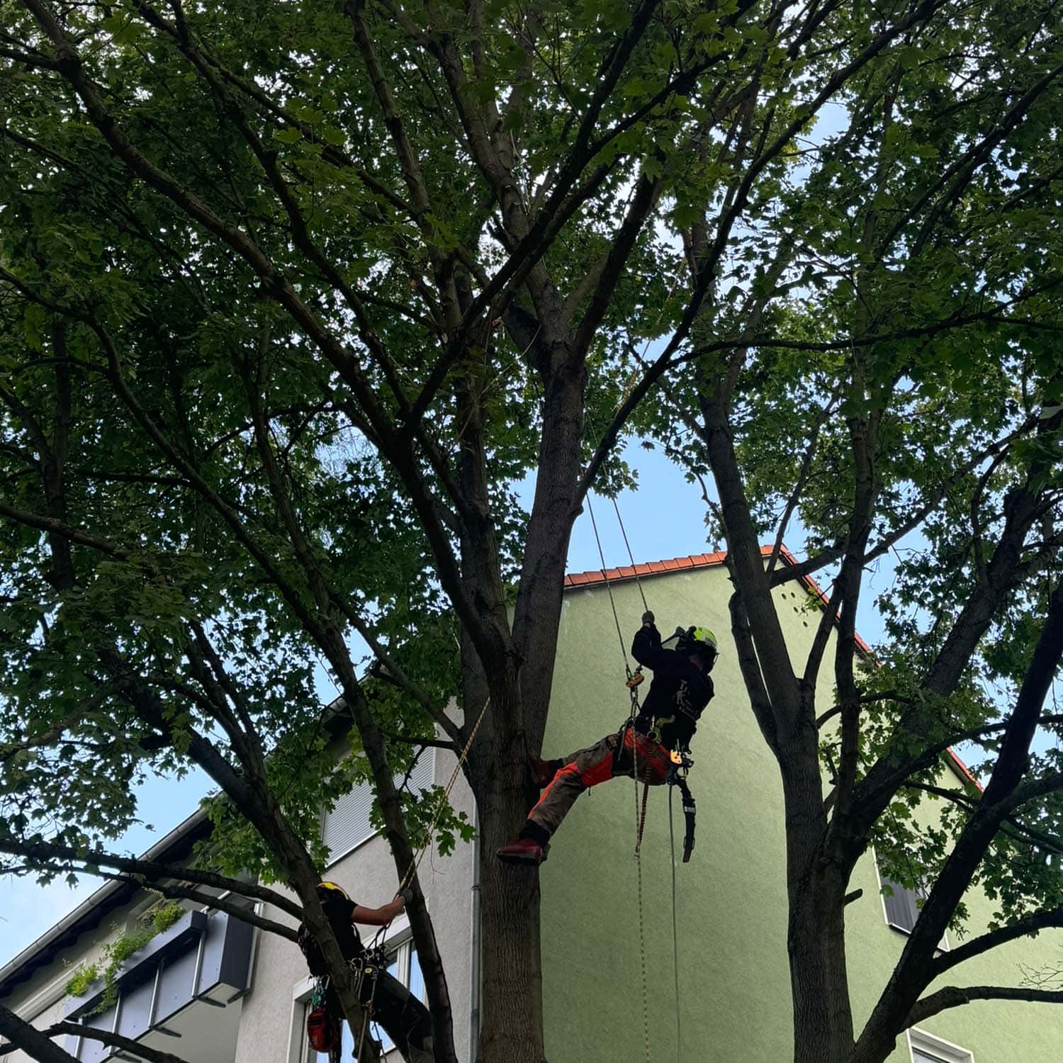 Ein Baumkletterer in Sicherheitsausrüstung klettert auf einen großen Baum vor einem grünen Gebäude.